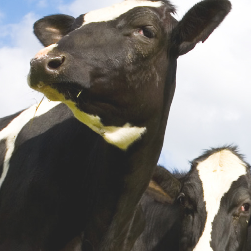 GX-271 ASPEC&reg;: Automated Extraction of Aflatoxin M1 from Milk