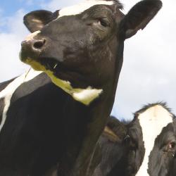 GX-271 ASPEC&reg;: Automated Extraction of Aflatoxin M1 from Milk