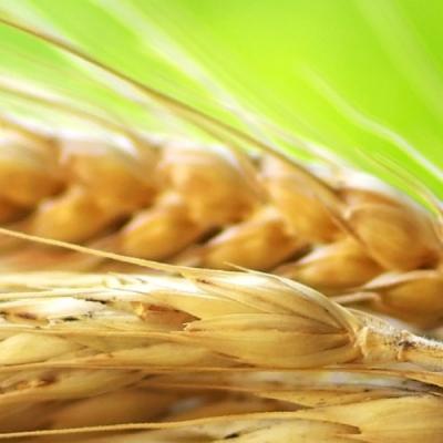 GX-274 ASPEC&reg;: Automated Extraction of Deoxynivalenol (DON) from Wheat